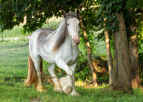 HorseID: 2301522 Celtic Cross Madame de Pompadour - PhotoID: 1083419