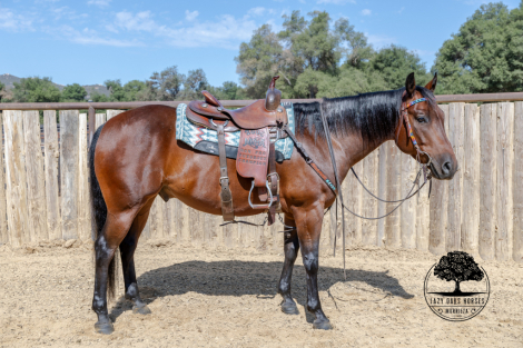 HorseID: 2301531 BOONE - PhotoID: 1083434