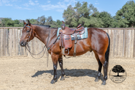 HorseID: 2301531 BOONE - PhotoID: 1083435