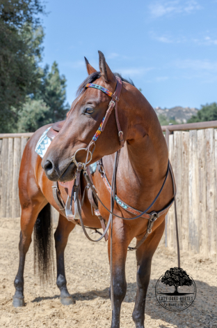 HorseID: 2301531 BOONE - PhotoID: 1083436