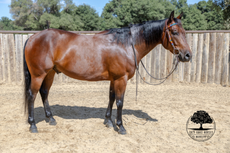 HorseID: 2301531 BOONE - PhotoID: 1083437