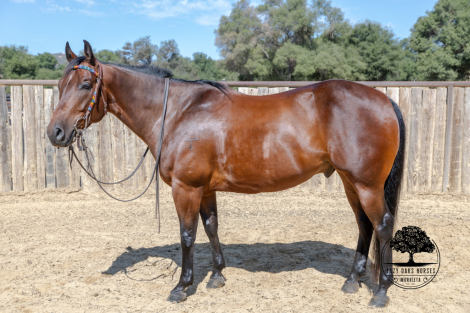 HorseID: 2301531 BOONE - PhotoID: 1083438