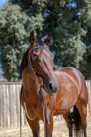 HorseID: 2301531 BOONE - PhotoID: 1083439