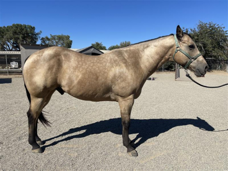 HorseID: 2301542 CR Settum Up Joe - PhotoID: 1084518