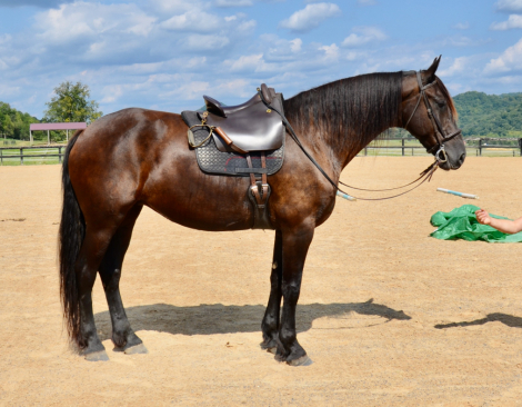 HorseID: 2301545 Raven - PhotoID: 1084173