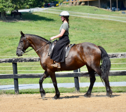 HorseID: 2301545 Raven - PhotoID: 1084174