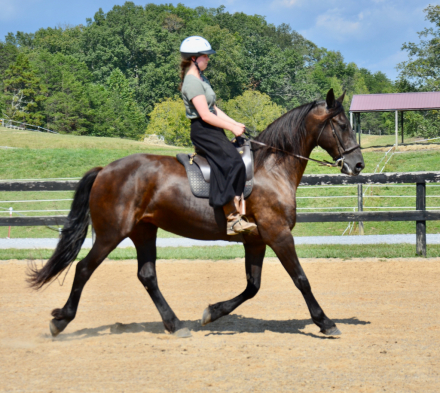 HorseID: 2301545 Raven - PhotoID: 1084175