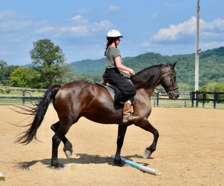 HorseID: 2301545 Raven - PhotoID: 1084176