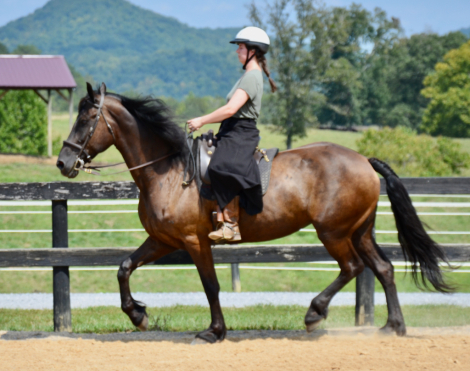 HorseID: 2301546 Maeve - PhotoID: 1084234