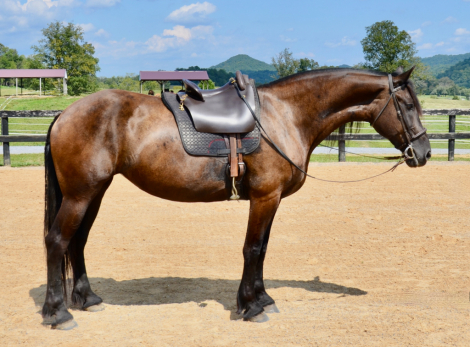 HorseID: 2301546 Maeve - PhotoID: 1084235