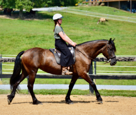 HorseID: 2301546 Maeve - PhotoID: 1084236