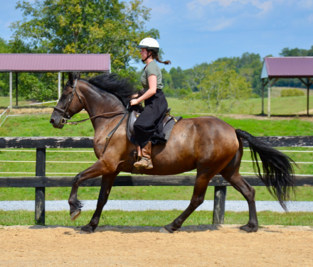 HorseID: 2301546 Maeve - PhotoID: 1084237