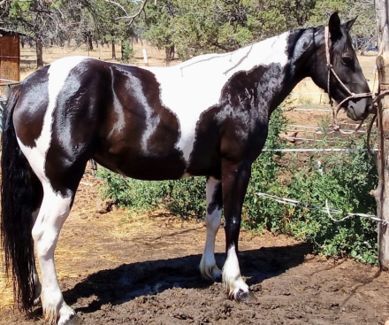 HorseID: 2301553 Revere - PhotoID: 1083891