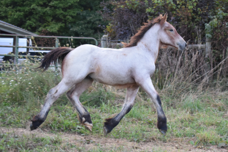 HorseID: 2301558 AKH Trouble - PhotoID: 1083456