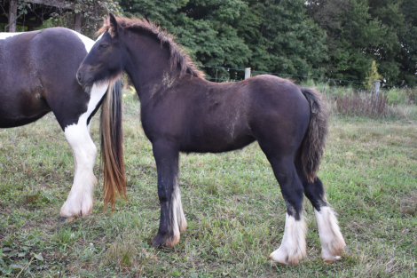 HorseID: 2301560 AKH Jenga - PhotoID: 1083457