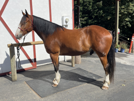 HorseID: 2301561 Boots - PhotoID: 1085126