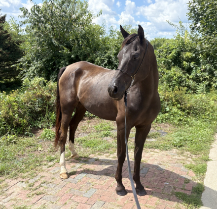 HorseID: 2301563 SERENDIPITY MLM - PhotoID: 1083848