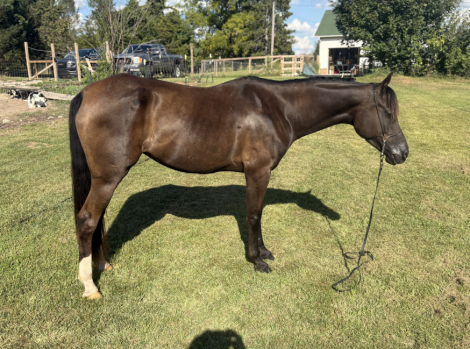 HorseID: 2301563 SERENDIPITY MLM - PhotoID: 1083849