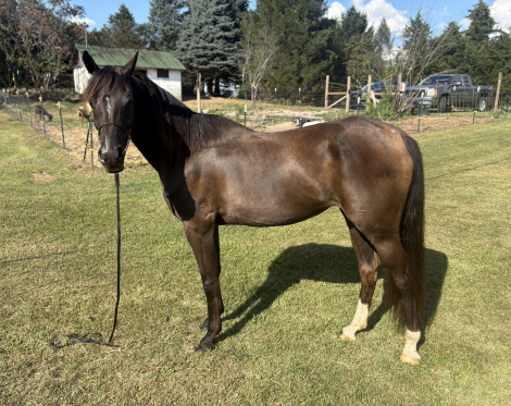 HorseID: 2301563 SERENDIPITY MLM - PhotoID: 1083850