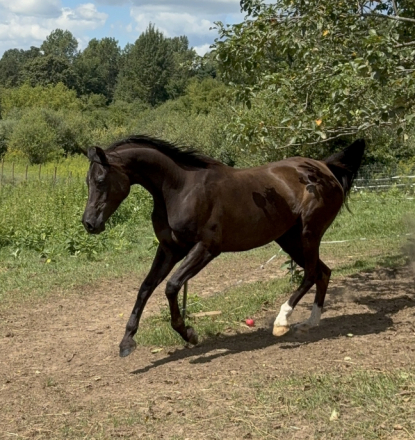 HorseID: 2301563 SERENDIPITY MLM - PhotoID: 1083851