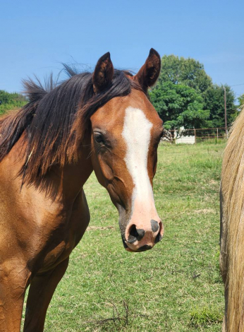 HorseID: 2301568 RDS Coming In Hott - PhotoID: 1083462