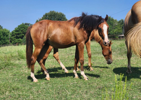 HorseID: 2301568 RDS Coming In Hott - PhotoID: 1083731