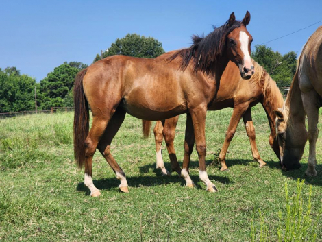 HorseID: 2301568 RDS Coming In Hott - PhotoID: 1083732