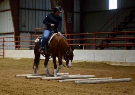 HorseID: 2301568 RDS Coming In Hott - PhotoID: 1083734