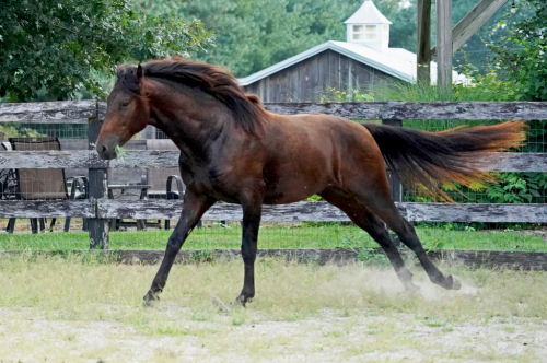 HorseID: 2301576 Espresso De Ole - PhotoID: 1083476