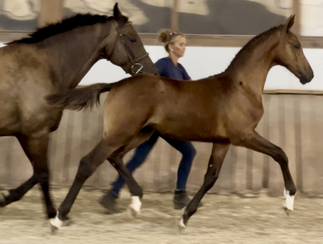 HorseID: 2301580 Center Stage - PhotoID: 1083481