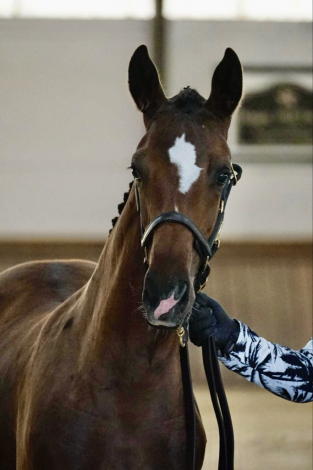 HorseID: 2301580 Center Stage - PhotoID: 1083482