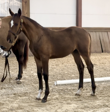 HorseID: 2301580 Center Stage - PhotoID: 1083483