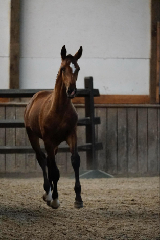 HorseID: 2301580 Center Stage - PhotoID: 1083484