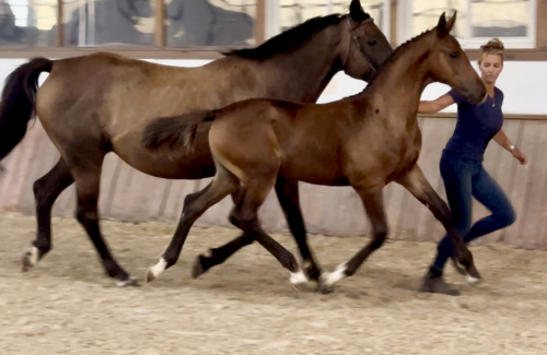 HorseID: 2301580 Center Stage - PhotoID: 1083485