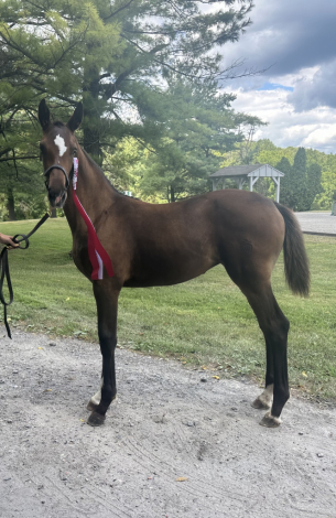 HorseID: 2301580 Center Stage - PhotoID: 1083486