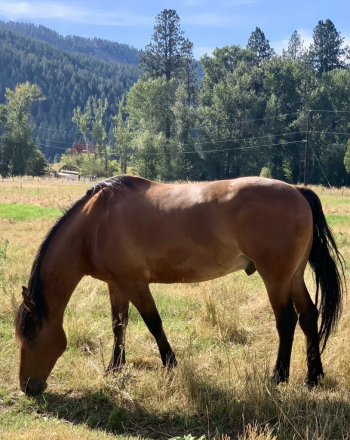 HorseID: 2301582 GUS - PhotoID: 1083537