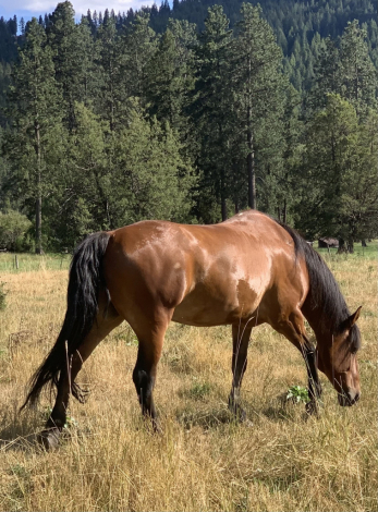 HorseID: 2301582 GUS - PhotoID: 1083538