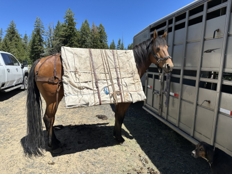 HorseID: 2301582 GUS - PhotoID: 1083542