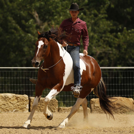 HorseID: 2301588 Buckeyes Dale - PhotoID: 1083492