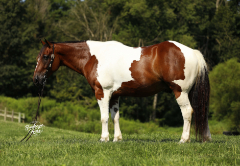 HorseID: 2301588 Buckeyes Dale - PhotoID: 1083495