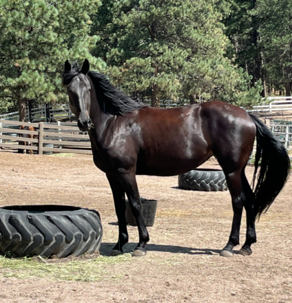 HorseID: 2301589 Rhapsody - PhotoID: 1083497