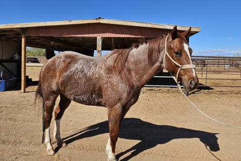 HorseID: 2301590 “Cash N Sum Chrome” - PhotoID: 1083498