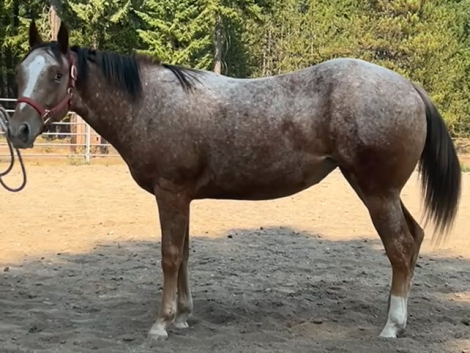 HorseID: 2301593 NUCHEXTOSIGN - PhotoID: 1085741