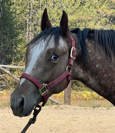 HorseID: 2301593 NUCHEXTOSIGN - PhotoID: 1085742