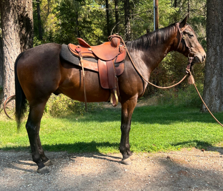 HorseID: 2301595 JULIO EL GALLO - PhotoID: 1085747