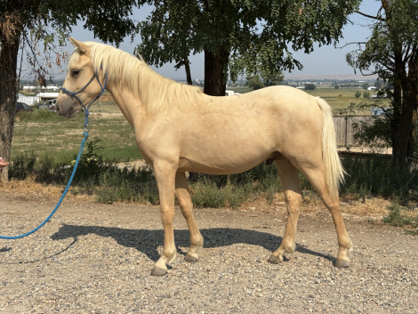 HorseID: 2301601 Alainn Athas Run - PhotoID: 1085440