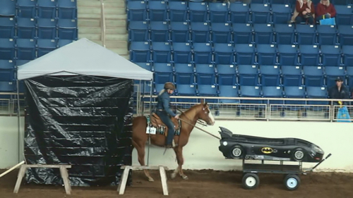 HorseID: 2301620 Smoken Red Badger - PhotoID: 1083526