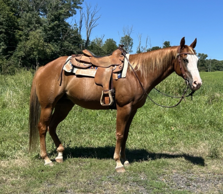 HorseID: 2301620 Smoken Red Badger - PhotoID: 1083527