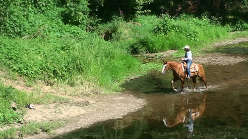 HorseID: 2301620 Smoken Red Badger - PhotoID: 1083528