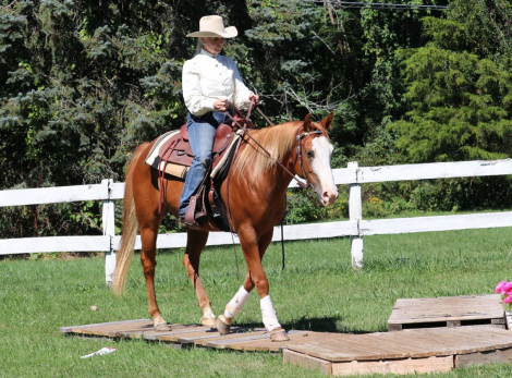 HorseID: 2301620 Smoken Red Badger - PhotoID: 1083529